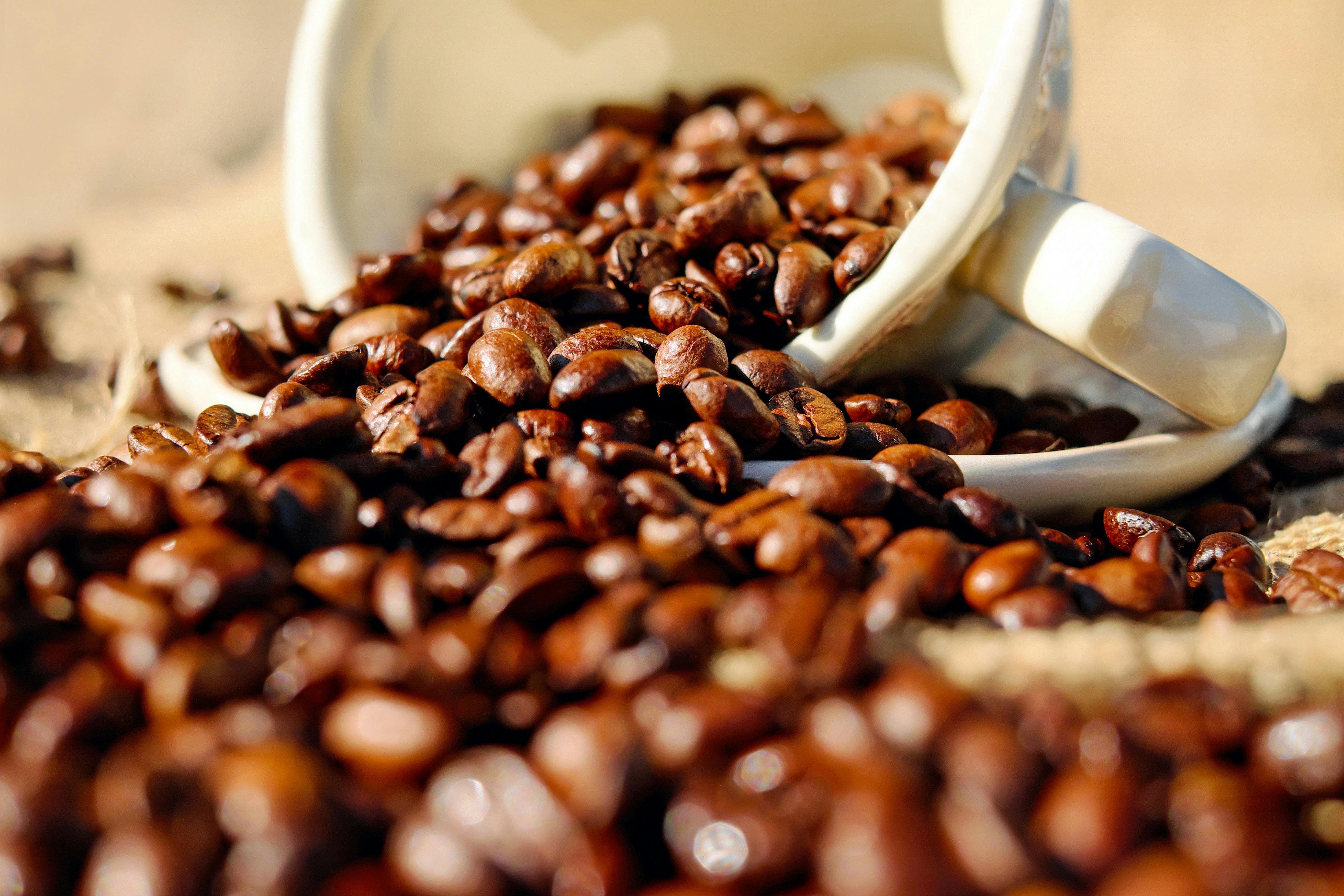 Arabika vs Robusta – jaka kawa jest lepsza?